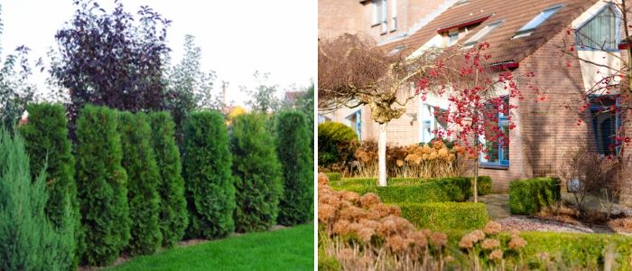 Bomen, heesters en coniferen - Sels Evergreen