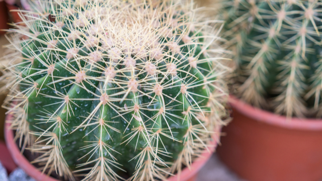 Echinocactus grusonii cactus Sels Evergreen