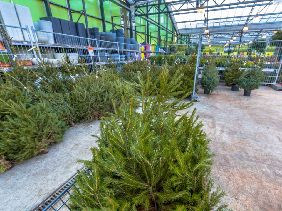 Kerstboom kopen - Sels Evergreen