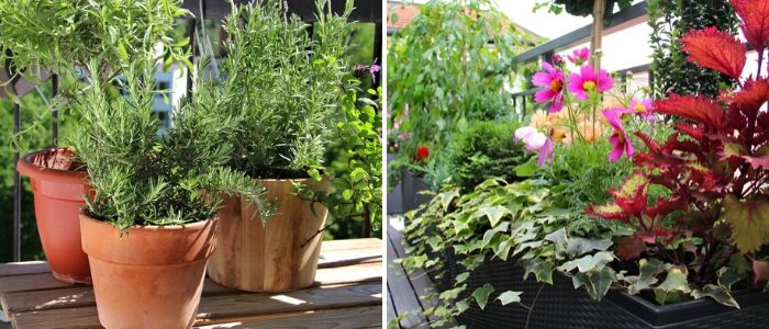 Kruiden in pot op balkon - Sels Evergreen