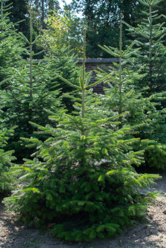 Nordmann kerstboom - Sels Evergreen