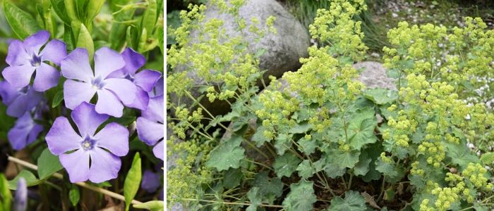 Vaste planten onderhoudsvrij - Sels Evergreen