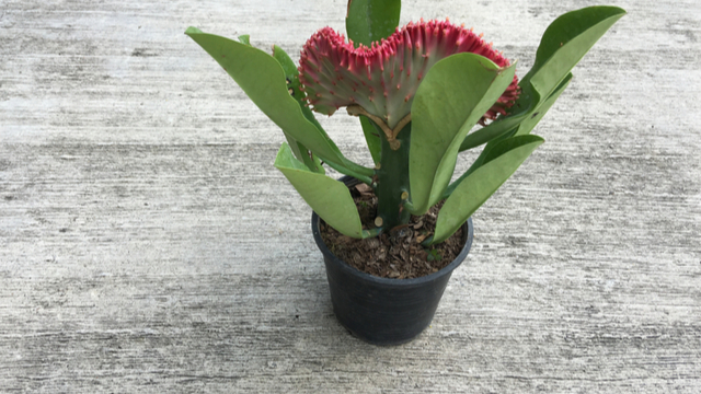  Euphorbia Lactea cactus Sels Evergreen