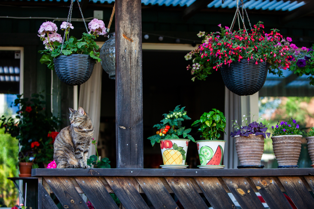 hanging baskets Fuschia