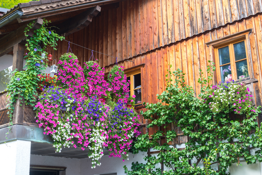 Hanging baskets house