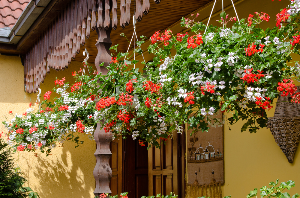 Hanging baskets Geraniums