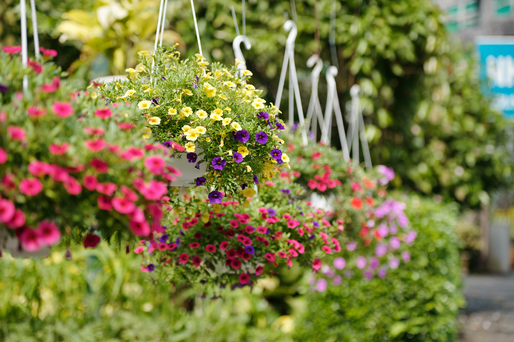 hanging baskets, hangpetunia