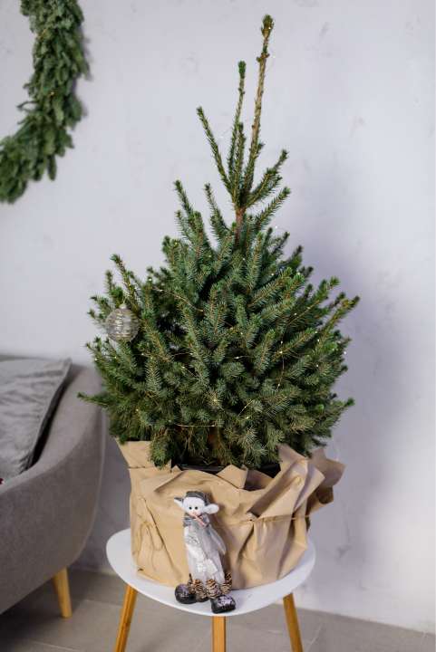 Mini kerstboom - Sels Evergreen