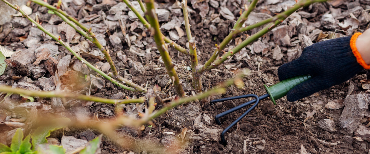 Planten beschermen tegen vorst - Sels Evergreen