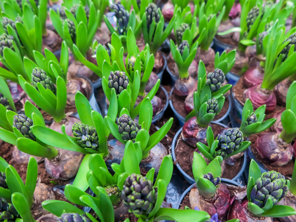Voorjaarsbollen hyacint - Sels Evergreen
