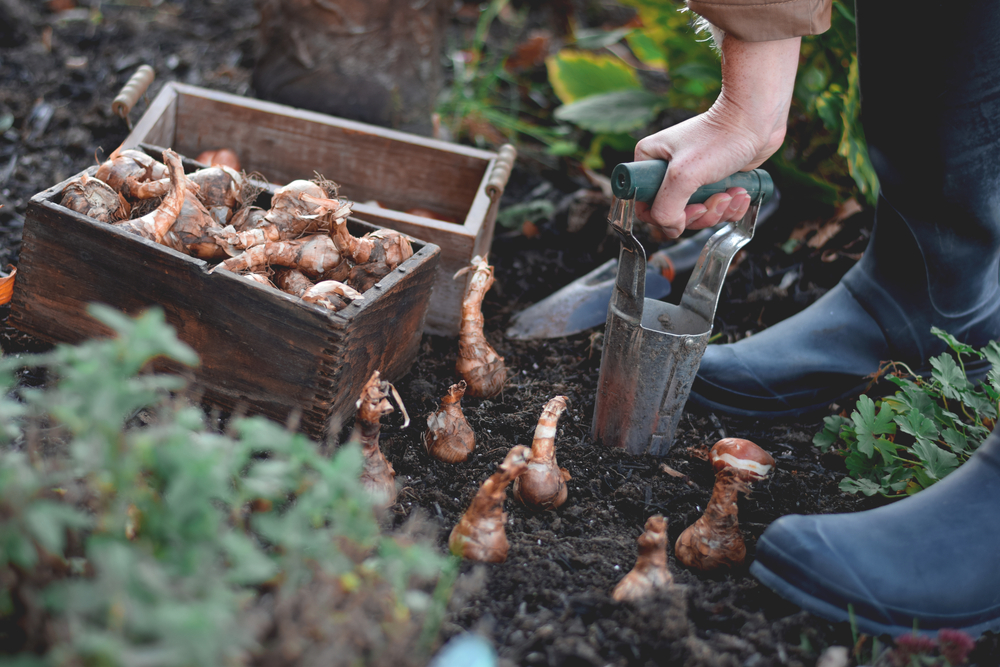 Bollen planten - Sels Evergreen