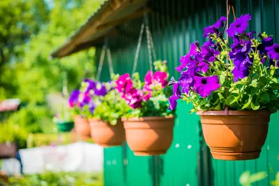 Creëer uw eigen hangende tuin met de hanging baskets van Sels Evergreen