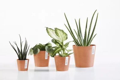 ECOpots bij Sels Evergreen