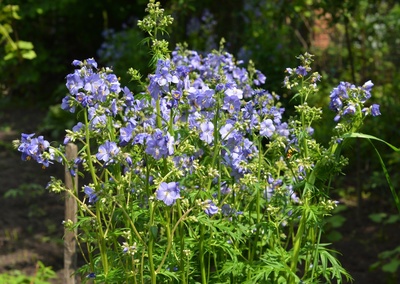 Planten, bloemen en tuintips voor Hemelvaartsdag