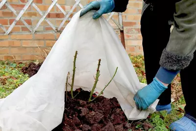 Planten in de winter beschermen tegen vorst