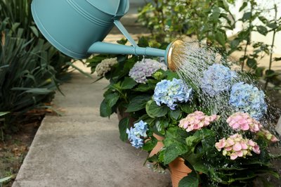 Planten water geven in de hete zomermaanden