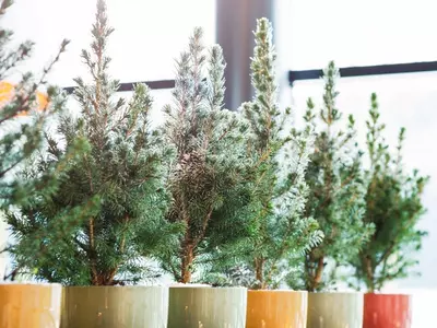 Trendalert: de mini kerstboom