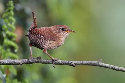 Vogels tellen en lokken tijdens Het Grote Vogelweekend