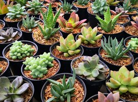 Cactussen/vetplanten