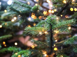 Koop de mooiste echte kerstbomen bij Sels Evergreen