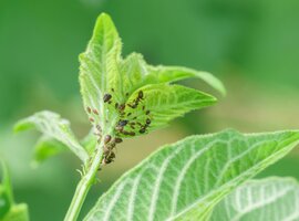 Plagen in de tuin